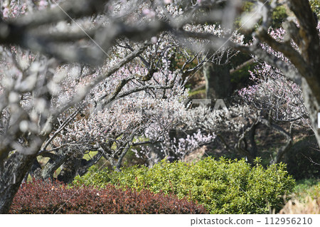 Meirin Ike公園梅花森林 Meirin Ike公園梅花森林 112956210