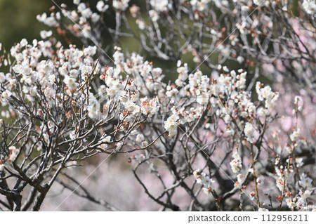 Meirin Ike公園梅花森林 Meirin Ike公園梅花森林 112956211