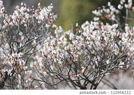 Meirin Ike公園梅花森林 112956212