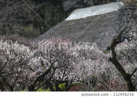 Meirin Ike park plum forest 112956258