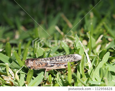 A grasshopper resting in the grass A grasshopper resting in the grass 112956828