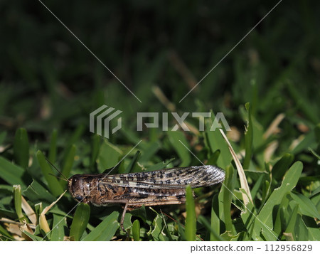 A grasshopper resting in the grass A grasshopper resting in the grass 112956829