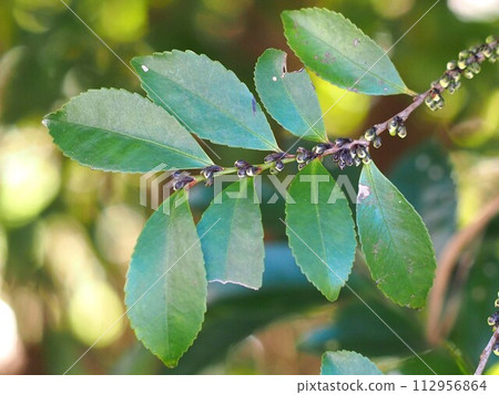 A Hisakaki branch with many buds (Himesakaki leaves and round buds) 112956864