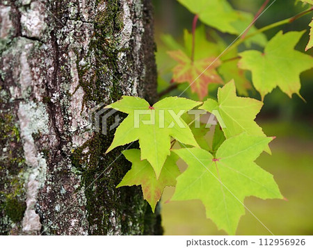 An image of fresh green maple leaves An image of fresh green maple leaves 112956926