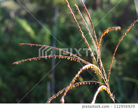 Ecology photo of crabgrass 112956929