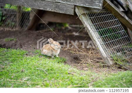 A small sleepy rabbit lies on a green meadow on a farm near a wooden house. Close-up shot. A small sleepy rabbit lies on a green meadow on a farm near a wooden house. Close-up shot. 112957195