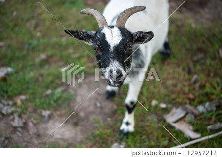 Close-up of cute little white goat with black head walking on a farm Close-up of cute little white goat with black head walking on a farm 112957212