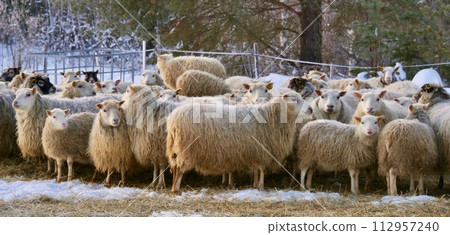 Sheep walking in snow at a farm 112957240