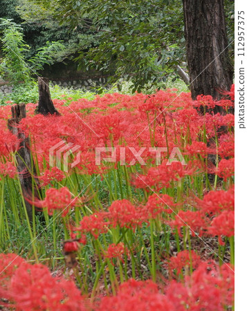 群集孤挺花 112957375