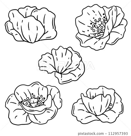 Set of poppies flower. Beautiful decorative plant. 112957393