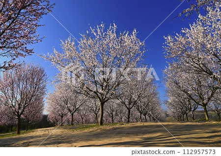 Beautiful nature scene with blooming tree and sun. Easter Sunny day. Spring flowers. Orchard Abstract blurred background in Springtime. Almond tree. Beautiful nature scene with blooming tree and sun. Easter Sunny day. Spring flowers. Orchard Abstract blurred background in Springtime. Almond tree. 112957573