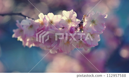 Spring background. Beautiful colorful blooming spring tree. Japanese cherry - Sakura. Nature background. Spring background. Beautiful colorful blooming spring tree. Japanese cherry - Sakura. Nature background. 112957588