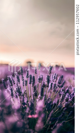 Beautiful landscape with lavender at sunset. Colorful nature with purple flower in Provence. 112957602