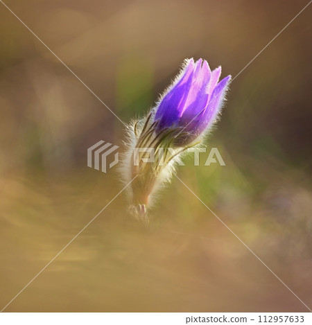 Spring background with flower. Beautiful nature at sunset in spring time. Pasque flower (Pulsatilla grandis) Spring background with flower. Beautiful nature at sunset in spring time. Pasque flower (Pulsatilla grandis) 112957633