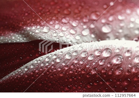 Spring background with flowers. Beautiful colorful tulip on a sunny day. Nature photography in spring time. Spring background with flowers. Beautiful colorful tulip on a sunny day. Nature photography in spring time. 112957664
