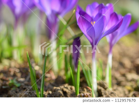 Spring flowers. Beautiful colorful first flowers on meadow with sun. Crocus Romance Yellow - Crocus Chrysanthus - Crocus tommasinianus - Crocus Tommasini. Spring flowers. Beautiful colorful first flowers on meadow with sun. Crocus Romance Yellow - Crocus Chrysanthus - Crocus tommasinianus - Crocus Tommasini. 112957670