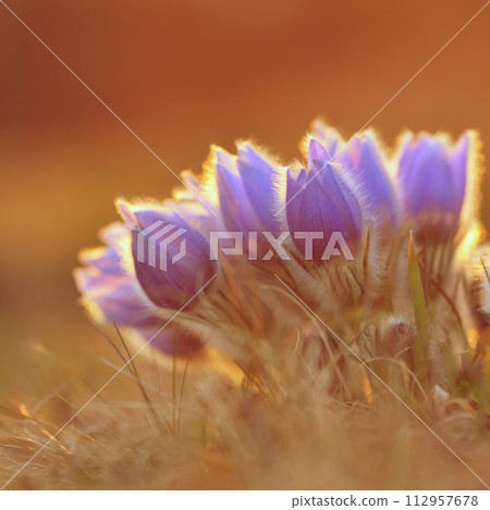 Spring flowers. Beautifully blossoming pasque flower and sun with a natural colored background. (Pulsatilla grandis) 112957678