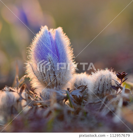 Spring flowers. Beautifully blossoming pasque flower and sun with a natural colored background. (Pulsatilla grandis) 112957679