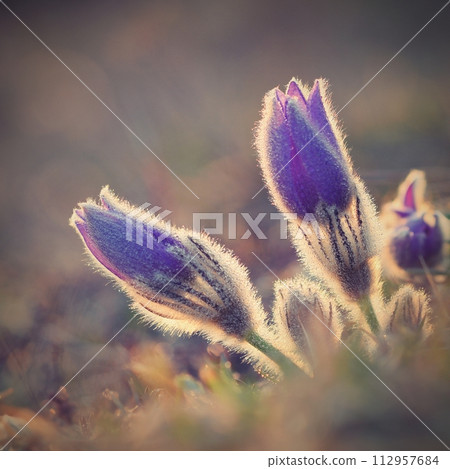 Spring flowers. Beautifully blossoming pasque flower and sun with a natural colored background. (Pulsatilla grandis) 112957684