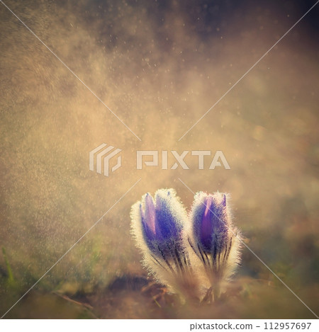 Beautiful violet flowers on a meadow at sunset. Beautiful natural colorful background. Pasque flower (Pulsatilla grandis) Beautiful violet flowers on a meadow at sunset. Beautiful natural colorful background. Pasque flower (Pulsatilla grandis) 112957697
