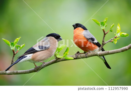 Little birds sitting on branch of tree. Male and Female common bullfinch Little birds sitting on branch of tree. Male and Female common bullfinch 112957990
