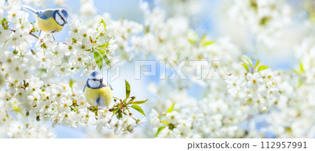 little birds sitting on branch of blossom cherry tree in a garden. The blue tit. Spring background 112957991