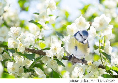 Little bird perching on branch of blossom jasmine. The blue tit 112958022