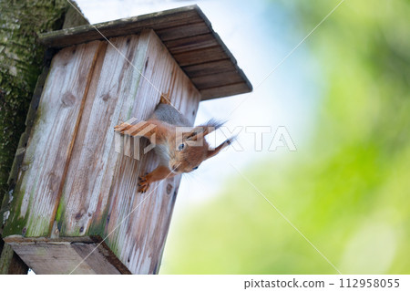 squirrel sitting in bird house in a forest 112958055