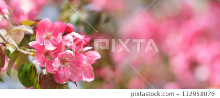 Blooming apple tree in the spring garden. Pink flowers on a tree. 112958076