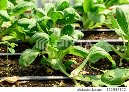 Bok choy plant growing in organic vegetable garden using drip Irrigation system 112958122