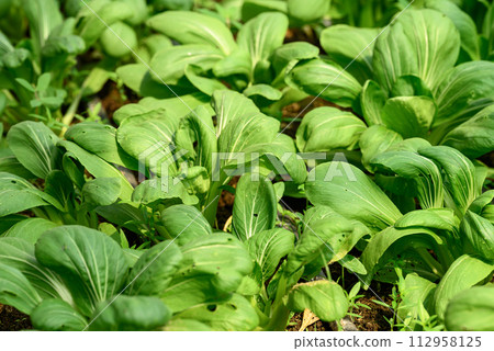 Bok choy plant growing in organic vegetable garden using drip Irrigation system 112958125