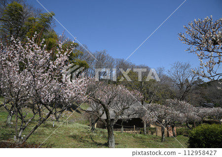 Meirin Ike公園梅花森林 112958427