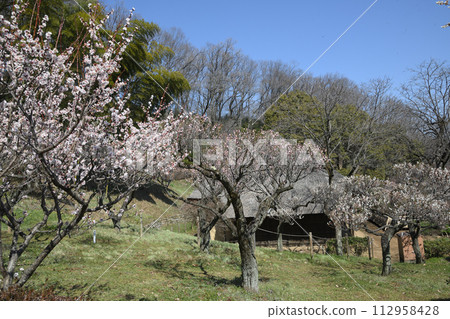 Meirin Ike park plum forest 112958428