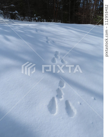 Mt. Kurodayama during the remaining snow season (rabbit footprints left on the mountain trail) 112958482