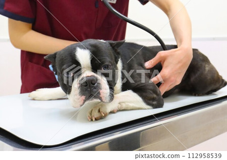 波士頓梗犬 Mighty 臉朝下躺在檢查台上，用聽診器檢查♡ 112958539