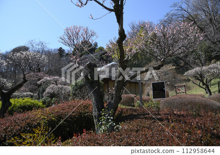 Meirin Ike park plum forest 112958644