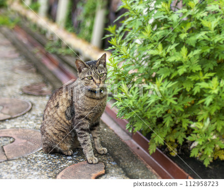 Landscape with a cat 112958723