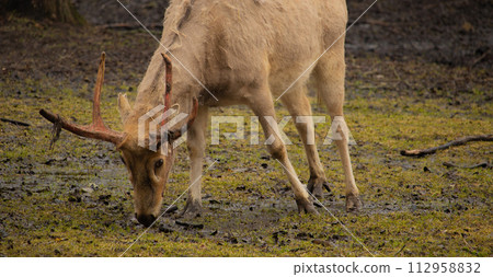 Pere David's deer (Elaphurus davidianus) Pere David's deer (Elaphurus davidianus) 112958832
