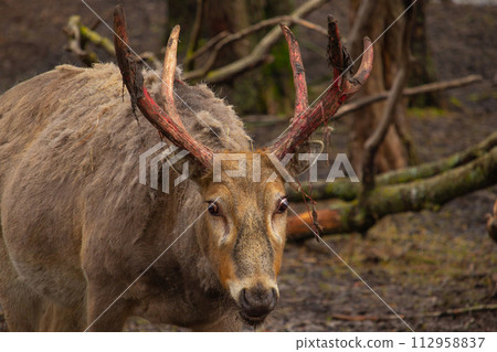 Pere David's deer (Elaphurus davidianus) Bloody horns spring Pere David's deer (Elaphurus davidianus) Bloody horns spring 112958837