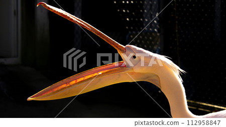 The great white pelican (Pelecanus onocrotalus) The great white pelican (Pelecanus onocrotalus) 112958847