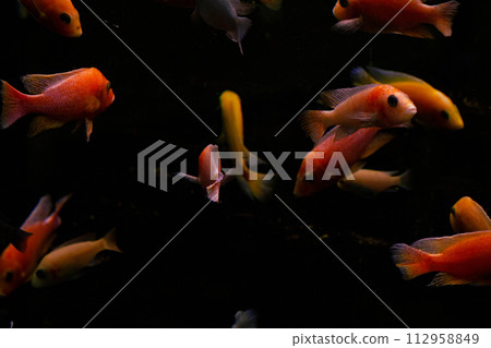 Malawi cichlid fish in closeup.. Malawi cichlid fish in closeup.. 112958849