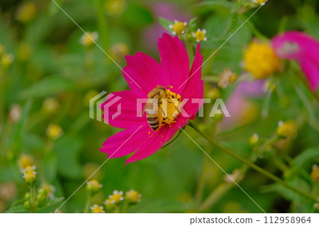 A bee stuck to a cosmos 112958964