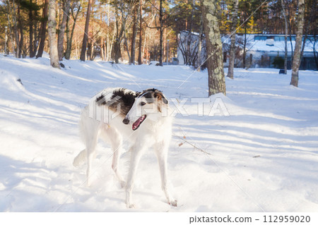 獵狼犬小狗，大狗在雪地裡玩耍 112959020