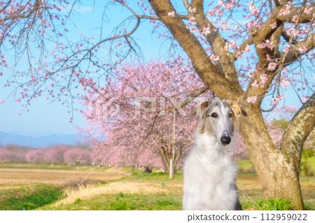 Traveling with dogs Sakura and Borzoi puppy 112959022