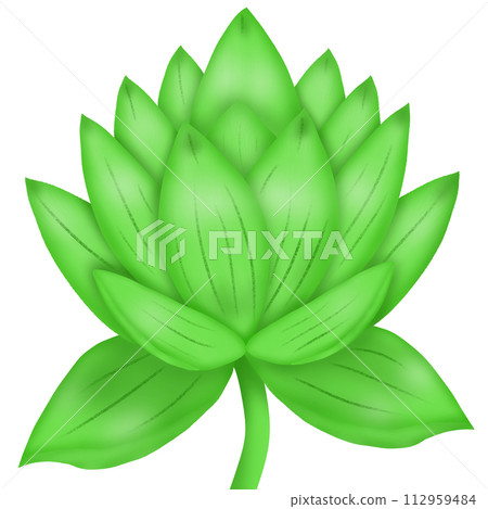 a lotus flower with green leaves 112959484