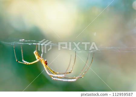 清晨清新空氣中的蜘蛛 112959587