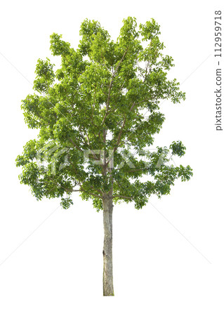 Green tree isolated on white background. Green tree isolated on white background. 112959718