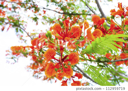 The Flam boyant tree or Flame tree or Royal Poinciana tree. The Flam boyant tree or Flame tree or Royal Poinciana tree. 112959719