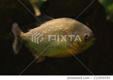 ed-bellied piranha (Pygocentrus nattereri), 112959783
