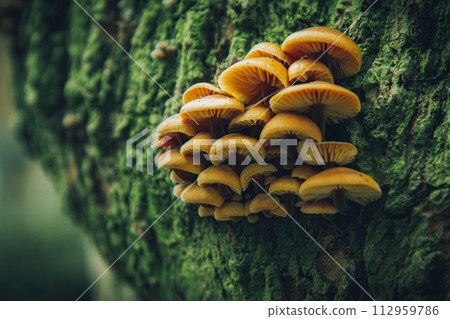 winter fungus velvet foot velvet stem or velvet shank (Flammulina velutipes) 112959786